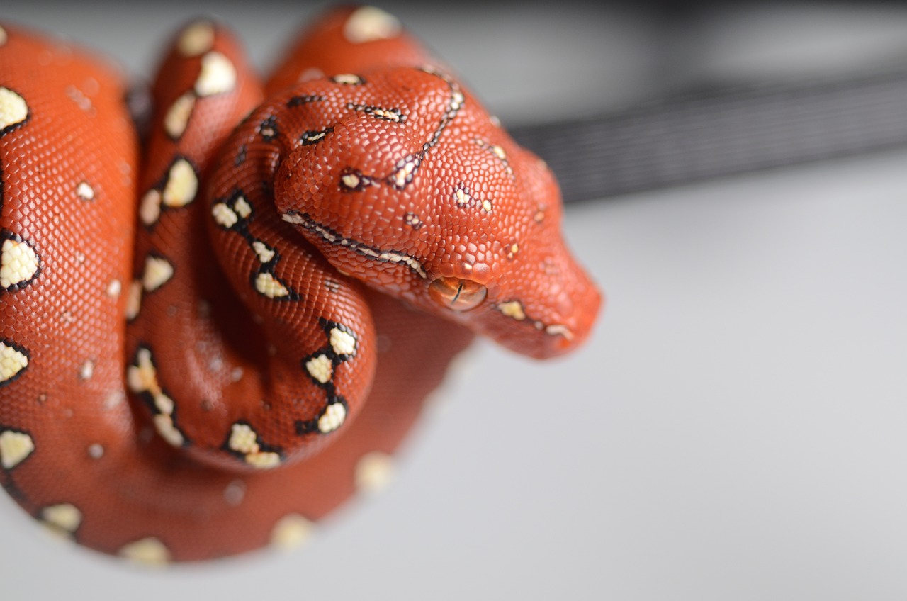 a close up of a snake on a table, a macro photograph, by Andrée Ruellan, featured on zbrush central, photorealism, coral snakes grow from her head, skin on the gaming pc, 4k polymer clay food photography, close up shot of an amulet