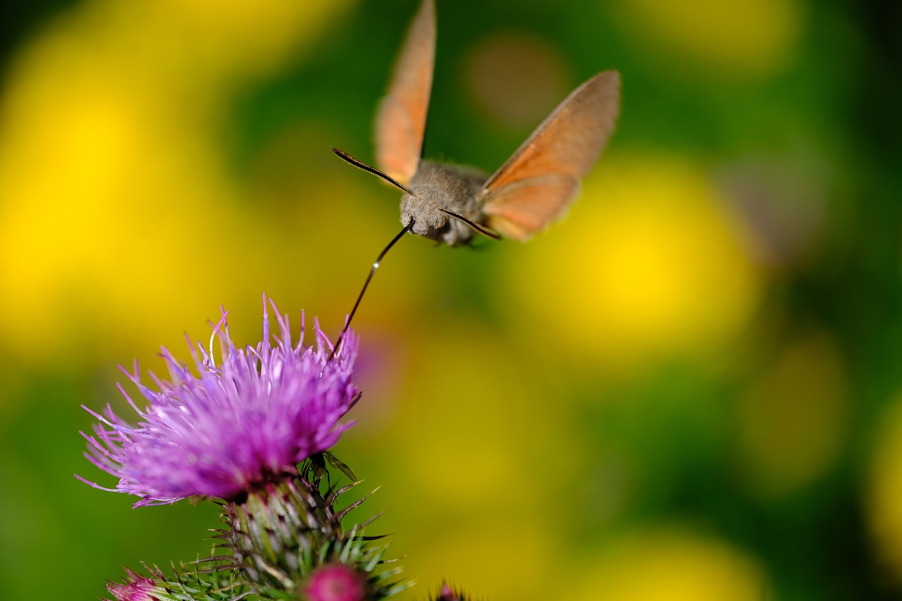 a close up of a butterfly on a flower, a macro photograph, hurufiyya, spit flying from mouth, high res photo