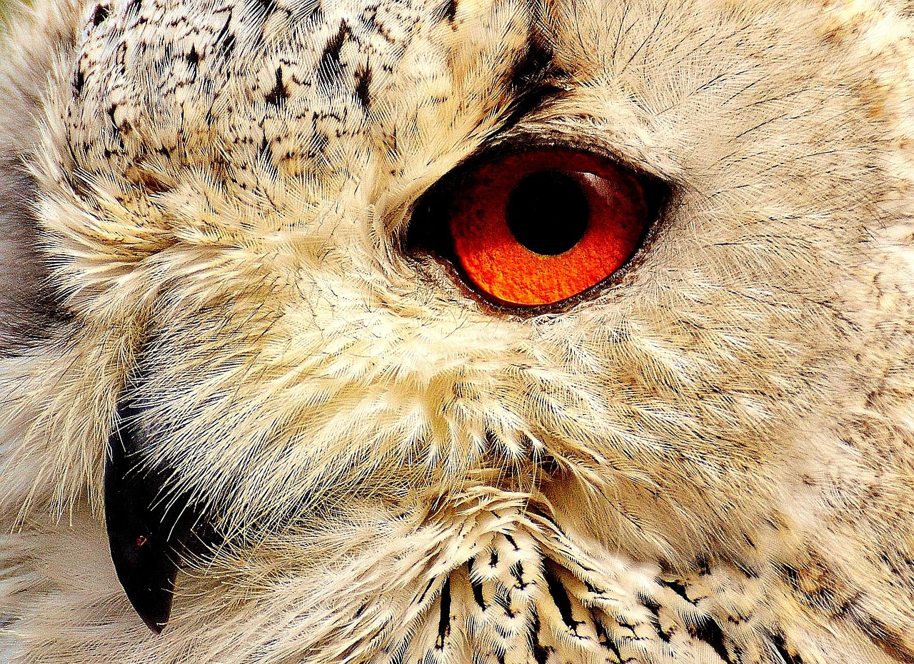 a close up view of an owl's eye, by Anna Haifisch, intense albino, glowing fiery red eyes, grain”