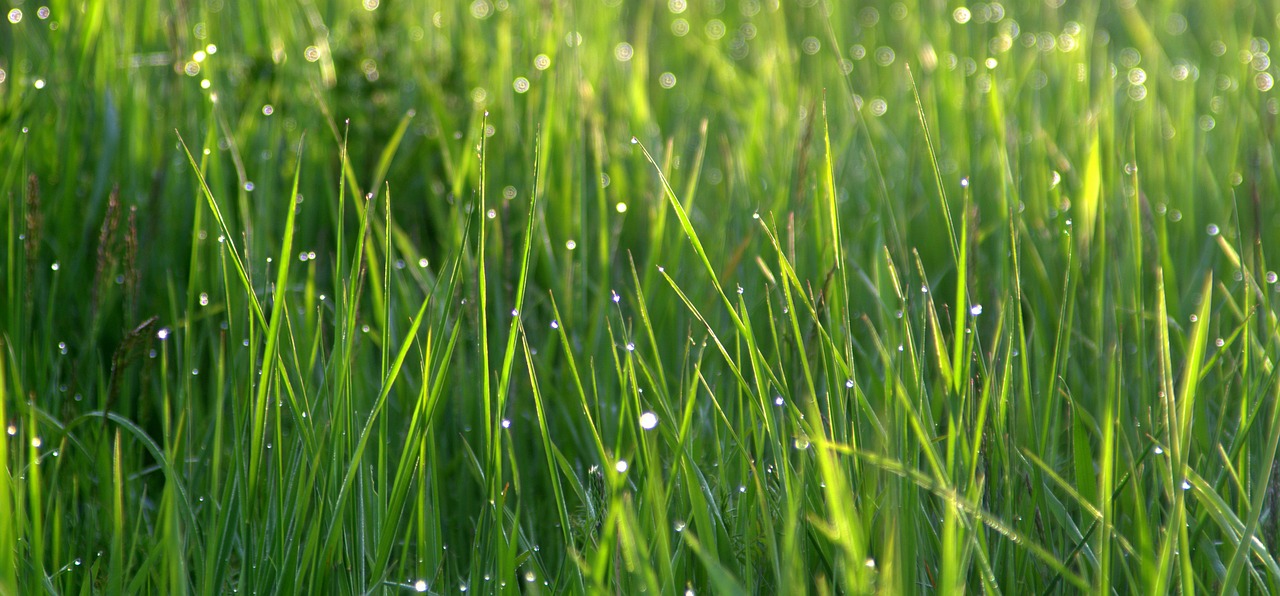 a field of grass with water droplets on it, by Jan Rustem, pixabay, at gentle dawn green light, in a suburban backyard, shiny skin”, “organic