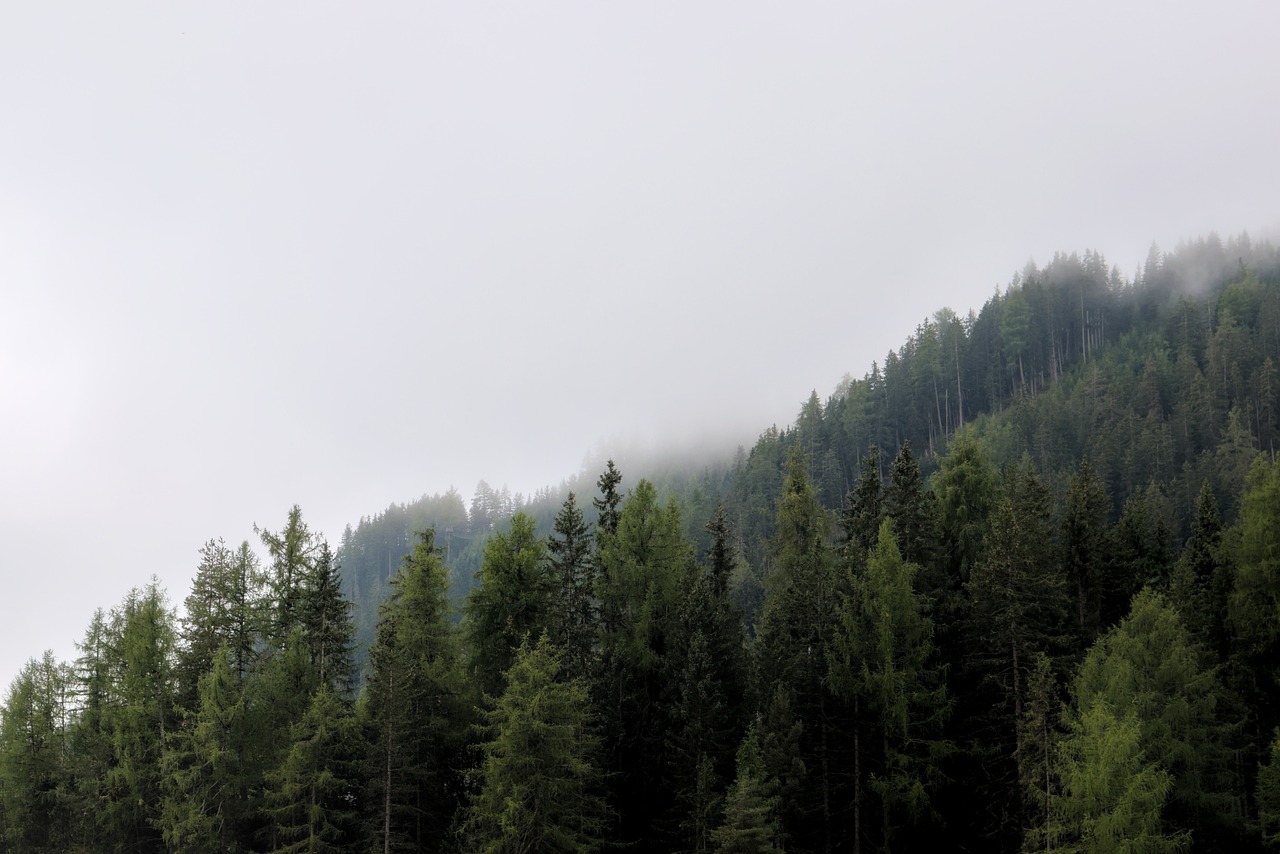 a herd of cattle grazing on top of a lush green field, a picture, minimalism, in the foggy huge forest, in the swiss alps, dense coniferous forest. spiders, viewed in profile from far away
