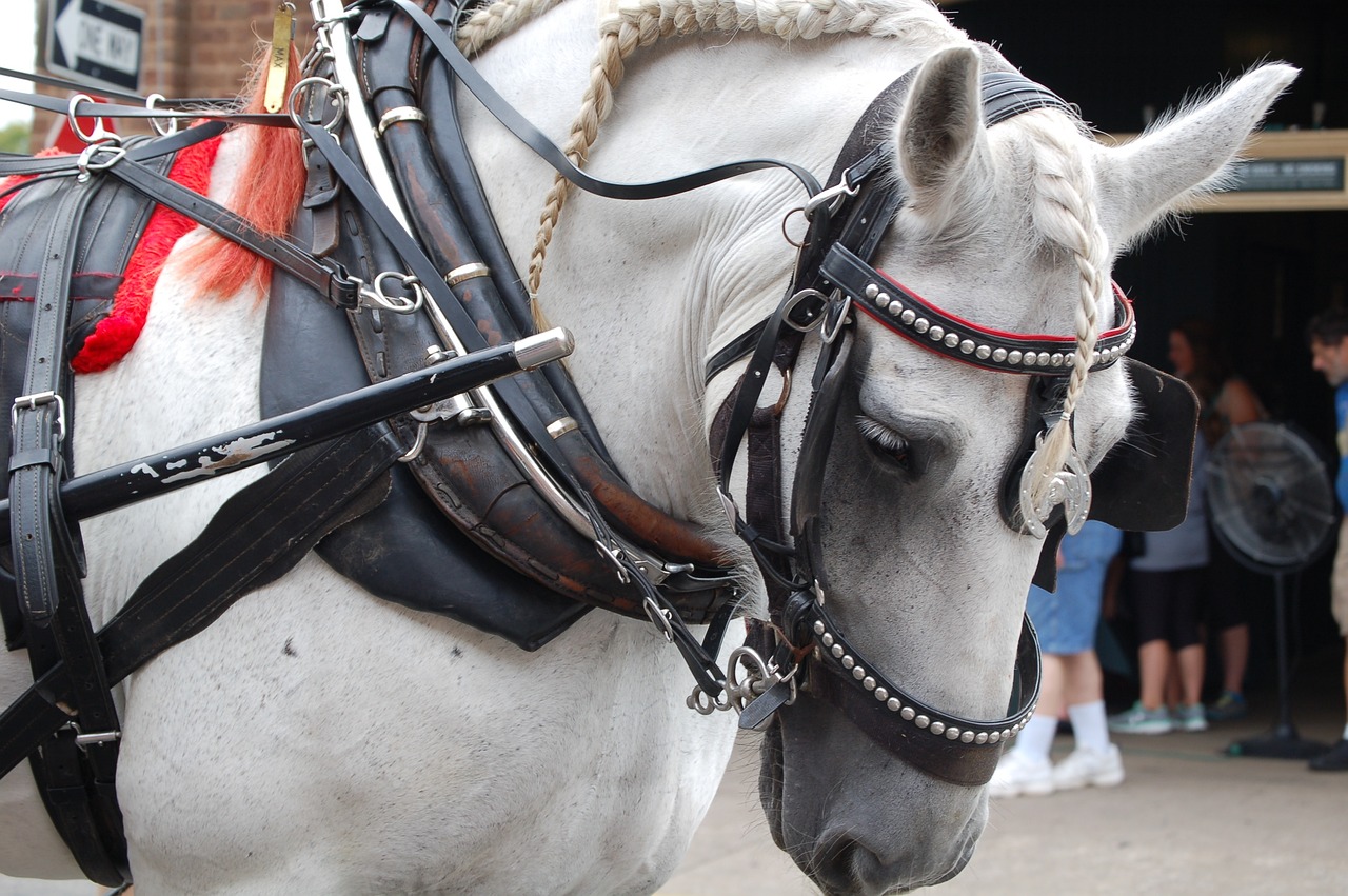 a white horse with a red ribbon tied to it's bridle, a photo, detailed and complex, carriage, 2 0 1 0 photo, close up photo