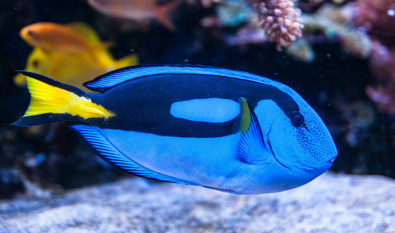 a blue and yellow fish in an aquarium, pexels contest winner, blue-black, wallpaper mobile, 🦩🪐🐞👩🏻🦳, royal-blue