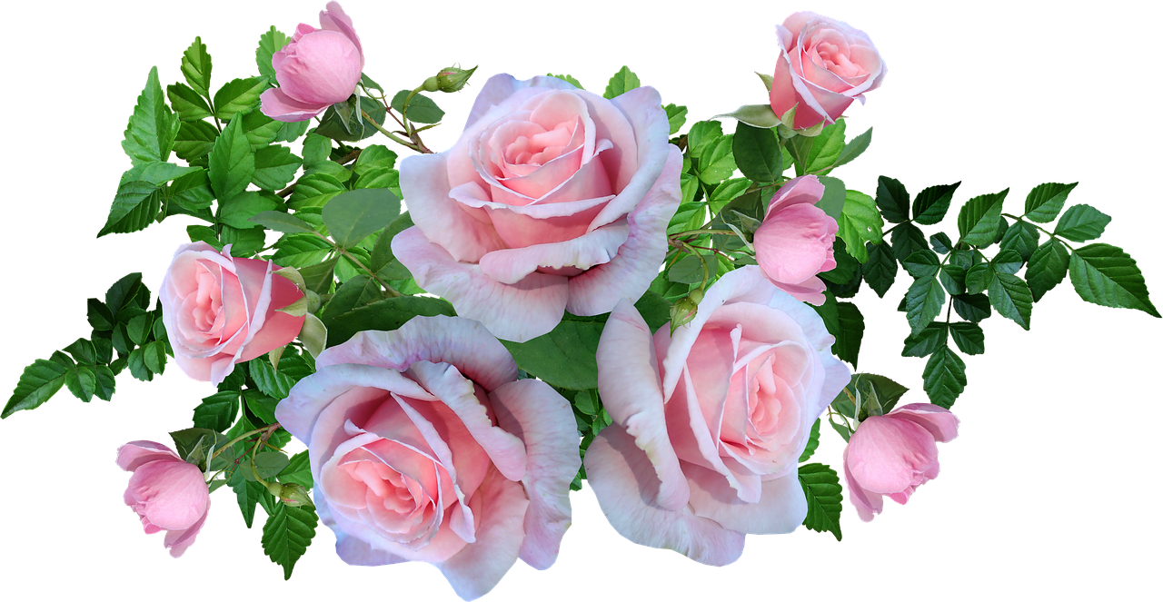 a bouquet of pink roses with green leaves, a digital rendering, by Susan Heidi, trending on pixabay, heaven on earth, on black background, serene smile, pastel blues and pinks