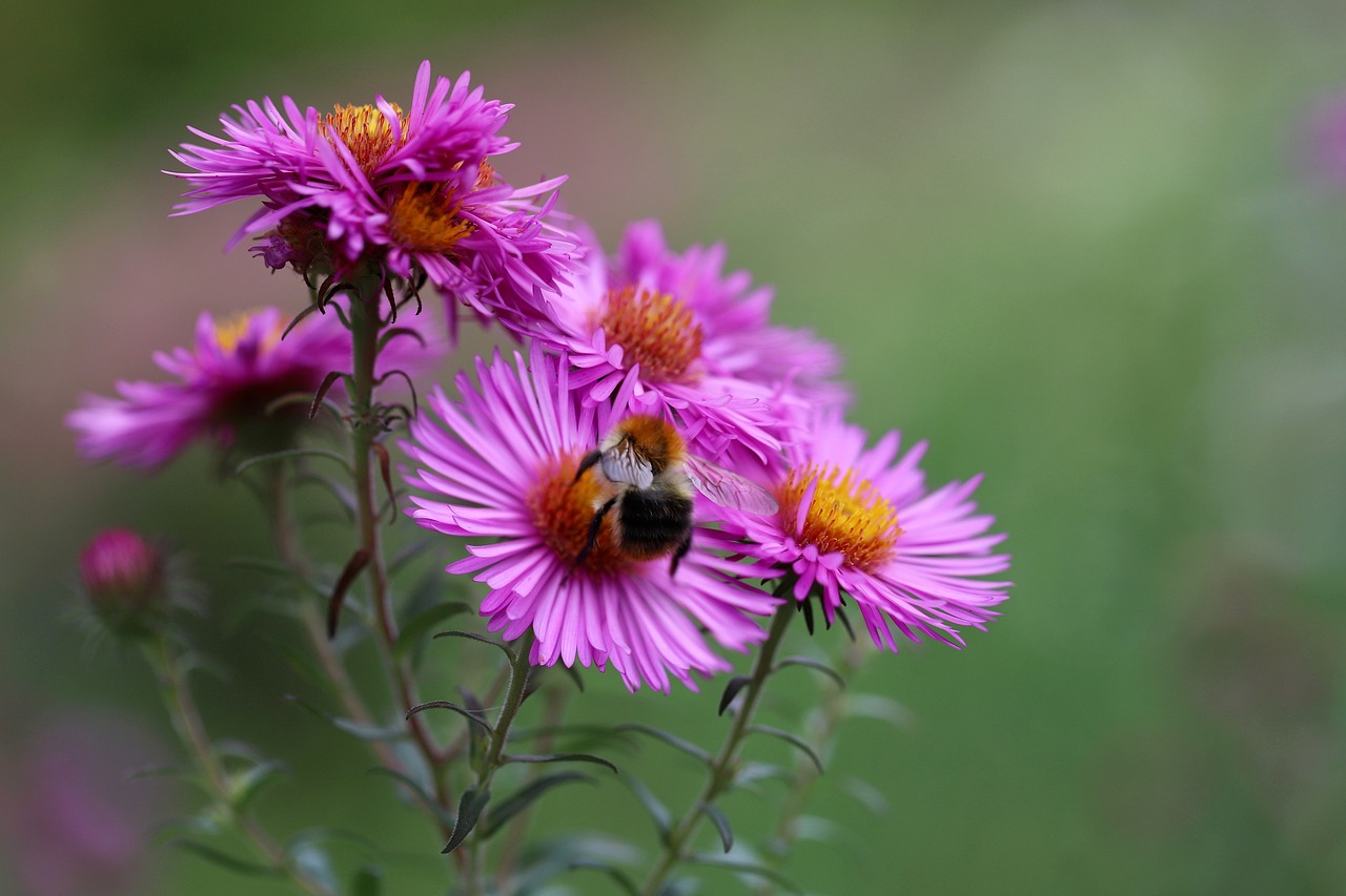 a bee sitting on top of a purple flower, by Stefan Gierowski, pink and black, ari aster, bumblebee, very beautiful photo