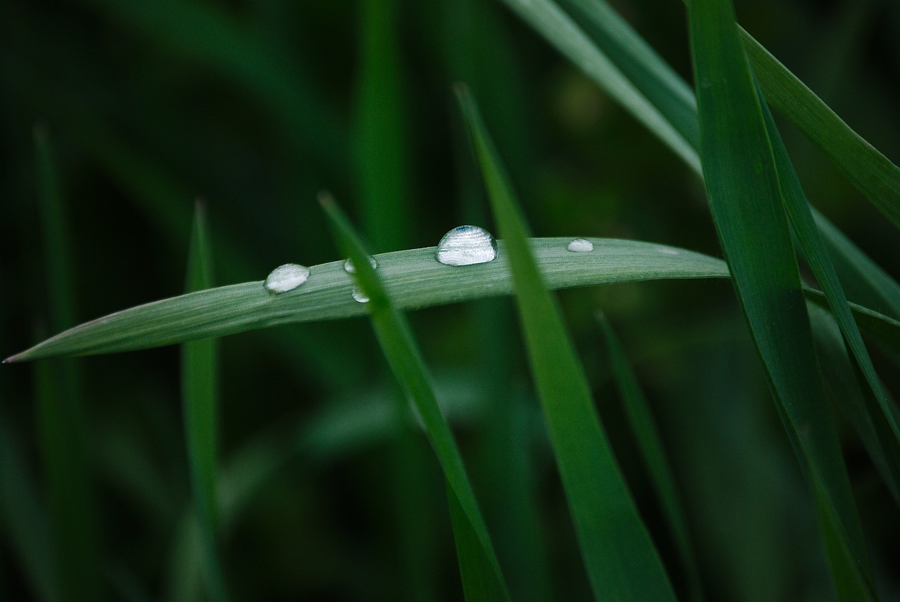 a close up of a leaf with water droplets on it, a macro photograph, minimalism, realistic grass, on a green lawn, with tears, there is tall grass