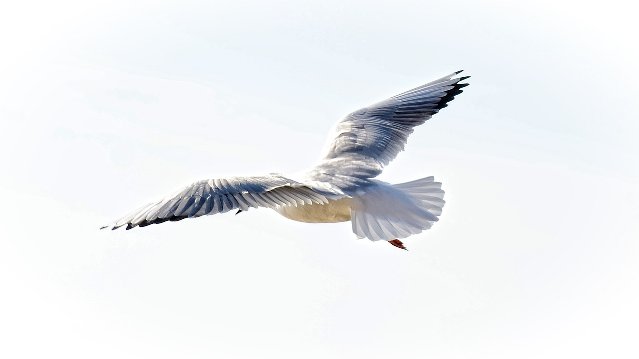 a bird that is flying in the sky, a picture, pexels, arabesque, white neck visible, a painting of white silver, a bald, digital photograph
