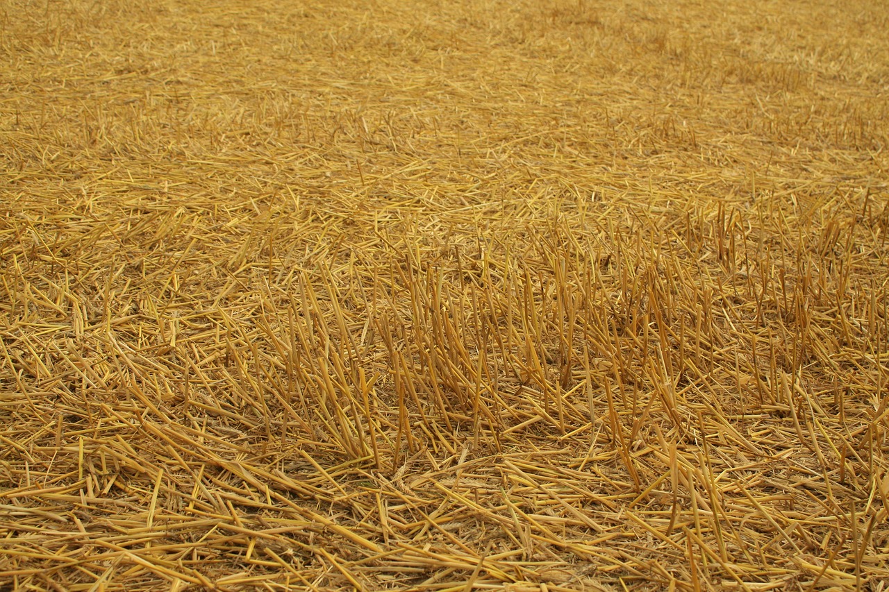 a red fire hydrant sitting on top of a dry grass field, inspired by David Ramsay Hay, flickr, land art, stereogram, yellow, [ closeup ]!!, immense wheat fields