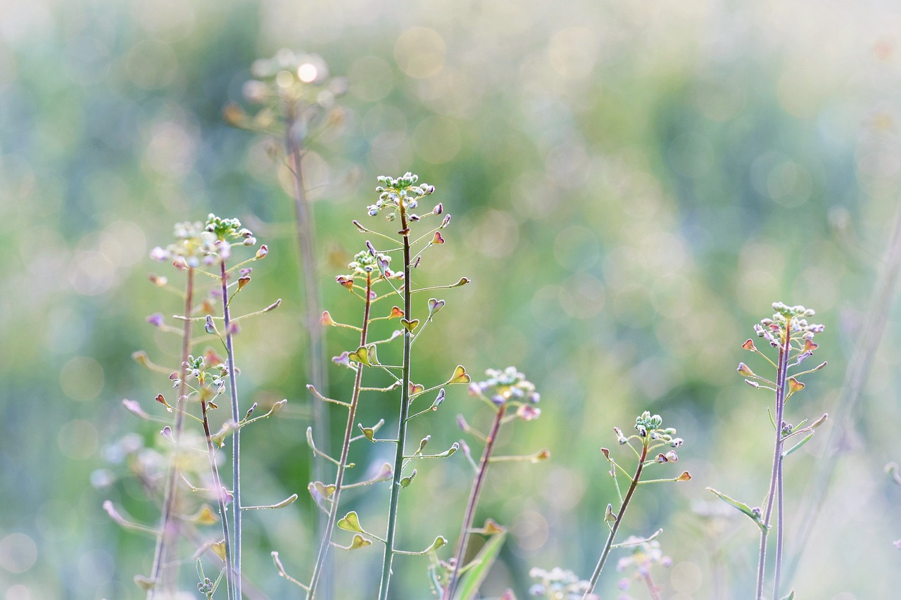 a small bird sitting on top of a plant, by Charmion von Wiegand, flickr, minimalism, summer morning dew, meadow flowers, in pastel colors, thin dof