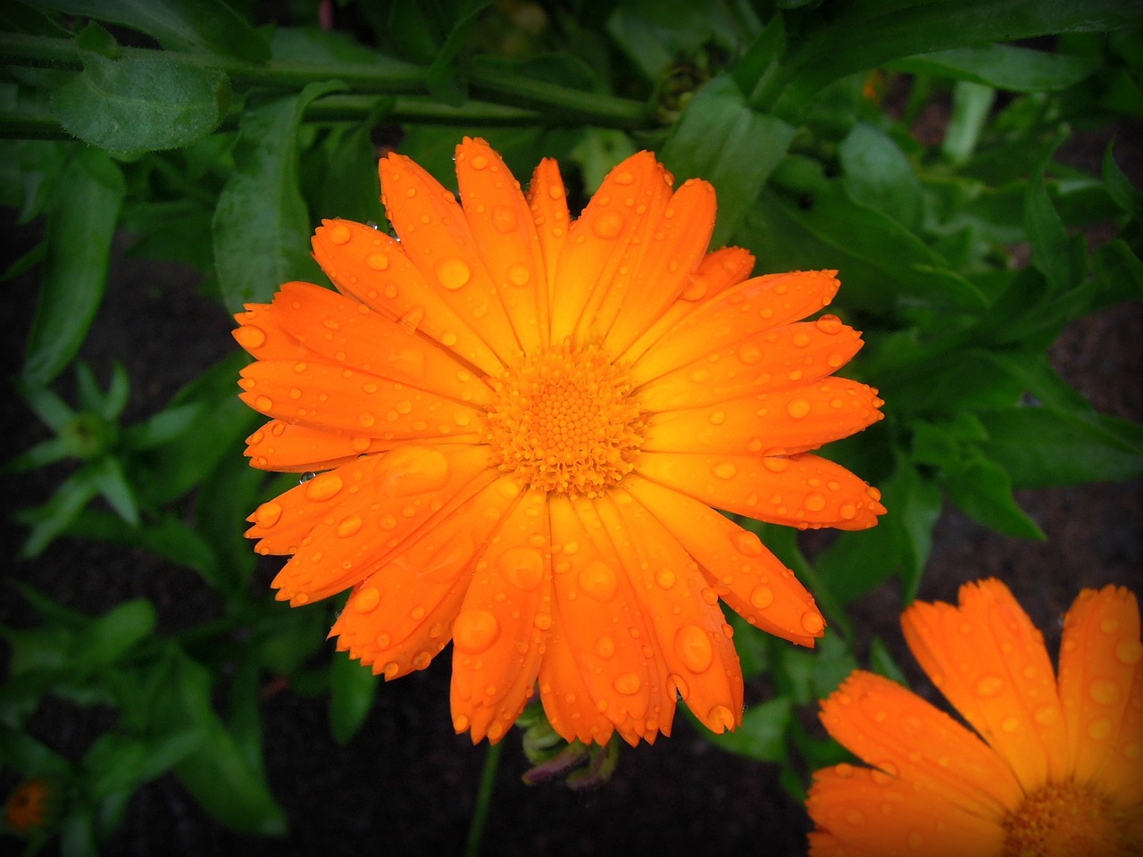 an orange flower with water droplets on it, marigold, very very realistic, beautiful flower, edible flowers