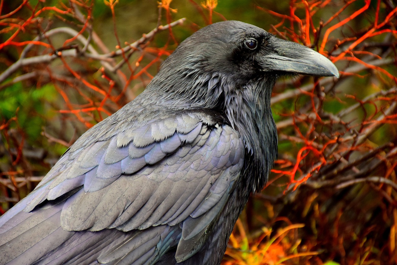 a black bird sitting on top of a tree branch, a portrait, inspired by Gonzalo Endara Crow, trending on pixabay, baroque, spooky autumnal colours, purple feathers, sage, wallpaper - 1 0 2 4