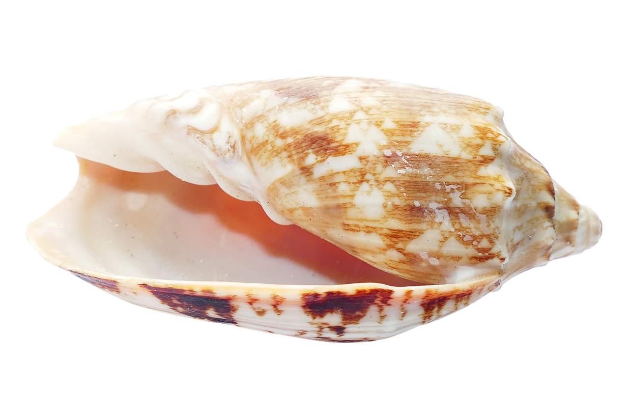 a close up of a shell on a black background, an illustration of, hurufiyya, close-up product photo, small jaw, high detail product photo, single image