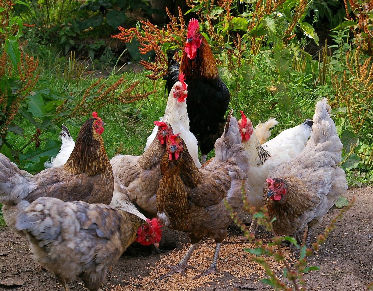 a group of chickens standing next to each other, by Linda Sutton, flickr, having a snack, gorgeous lady, permaculture, striking composition