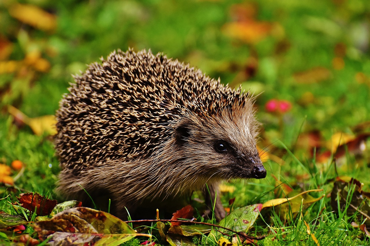 a hedge sitting on top of a lush green field, by Marten Post, pexels, hedgehog, 🍂 cute, innocent look. rich vivid colors, walking