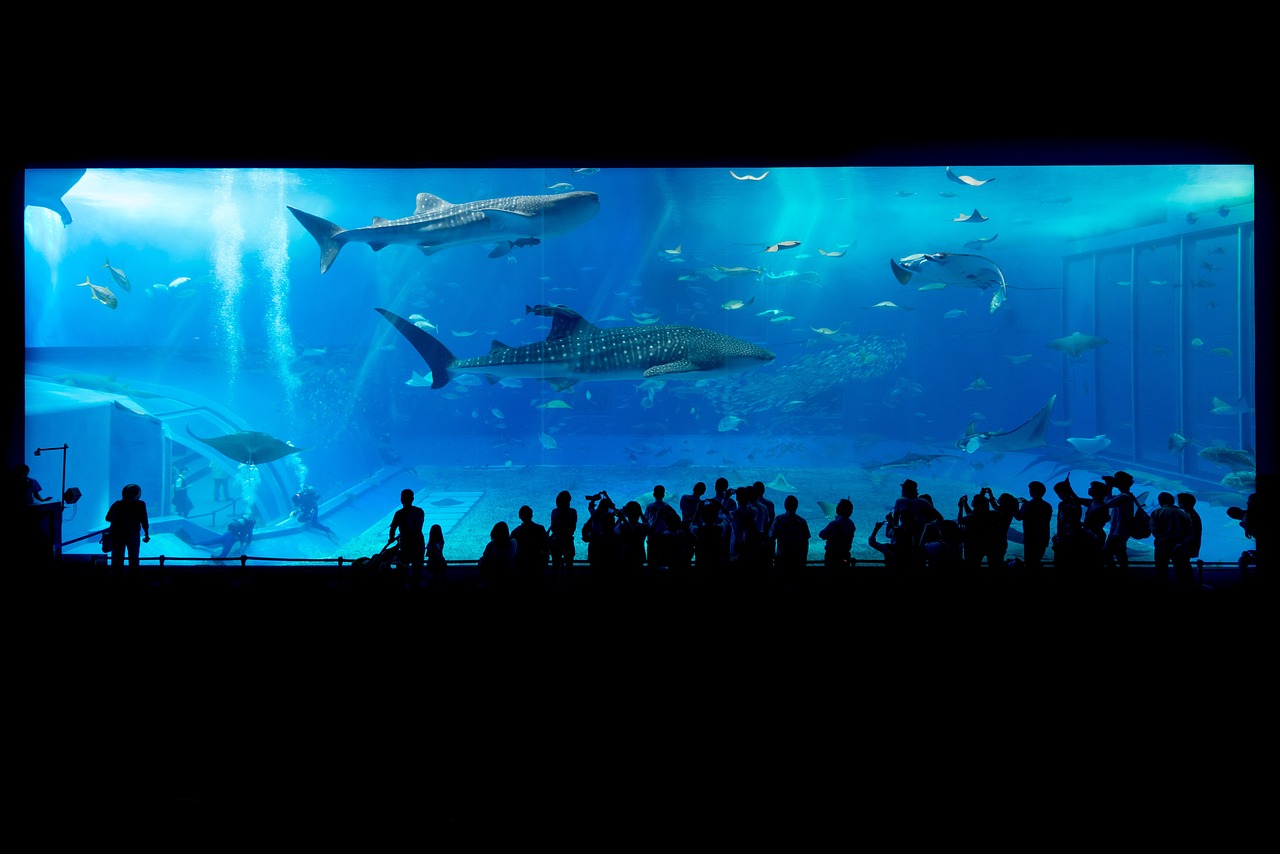 a group of people standing in front of a large aquarium, a picture, by Yi Jaegwan, pexels, big!!!!!!!!!!!!, ultrawide landscape, okinawa churaumi aquarium, big window