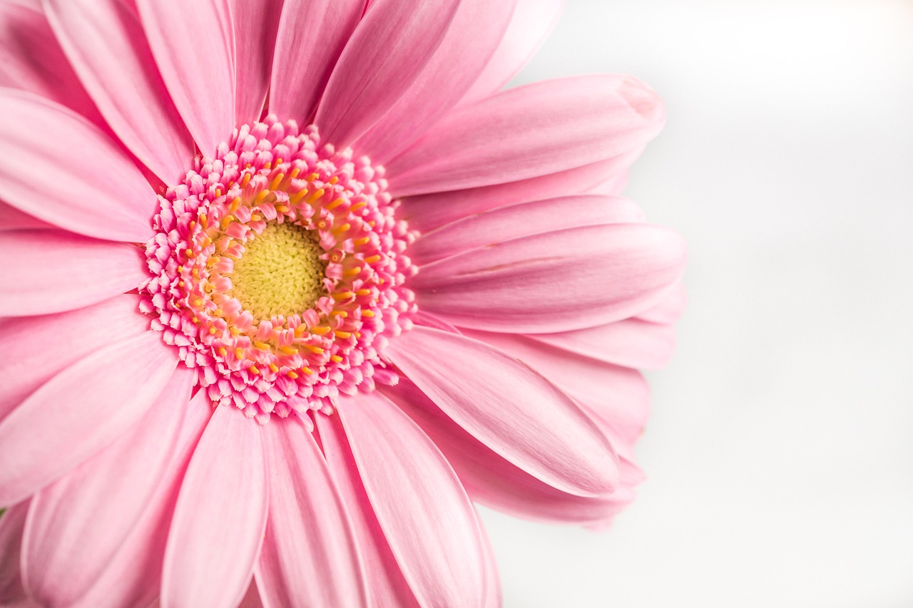 a close up of a pink flower on a white surface, by Anna Haifisch, daisy, product photography 4 k, detailed zoom photo, high detail product photo