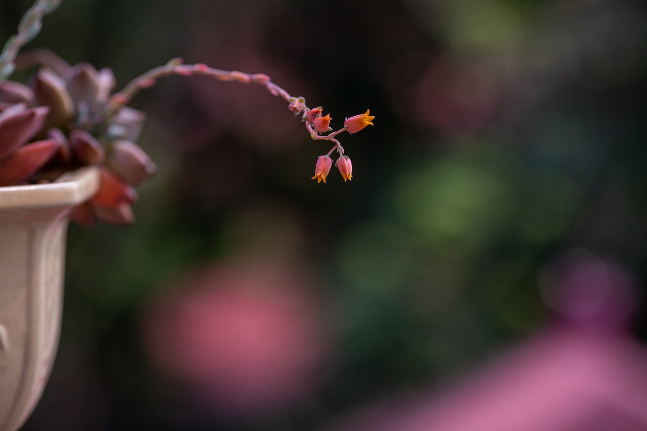 a close up of a plant in a vase, a macro photograph, minimalism, pink and orange colors, flying leaves on backround, bokeh photo