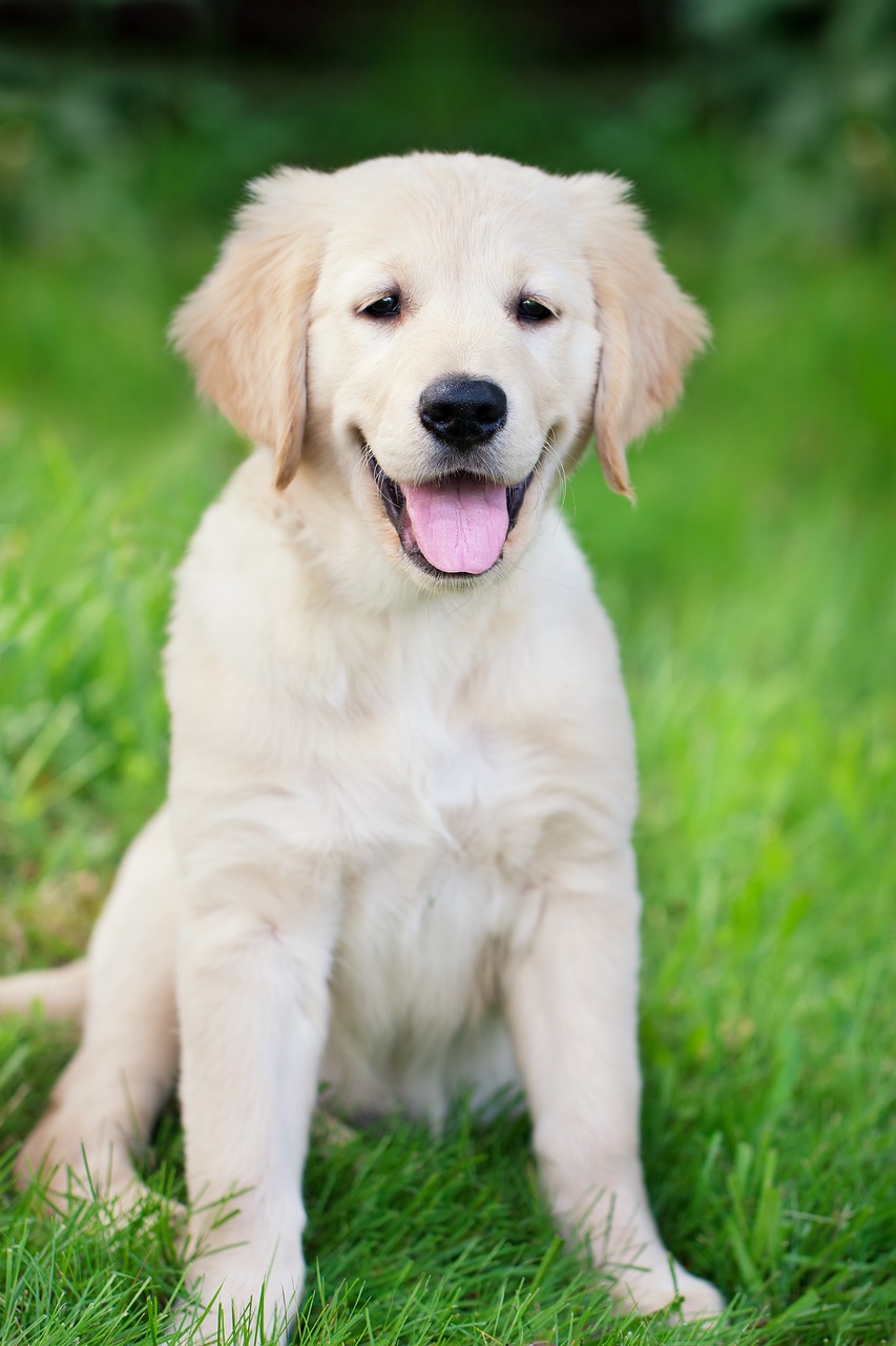 a dog that is sitting in the grass, a picture, shutterstock, soft pale golden skin, smiling male, puppy, made of lab tissue