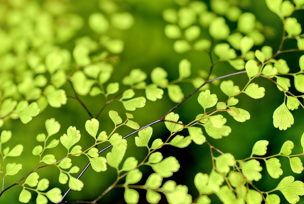 a close up of a plant with green leaves, by Tadashige Ono, magical forest backround, small plants, computer wallpaper, moringa oleifera leaves