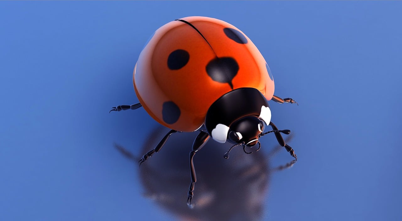 a lady bug sitting on top of a blue surface, a raytraced image, by David Boyd, zbrush central contest winner, cinema 4 d sharp focus, photoreal”