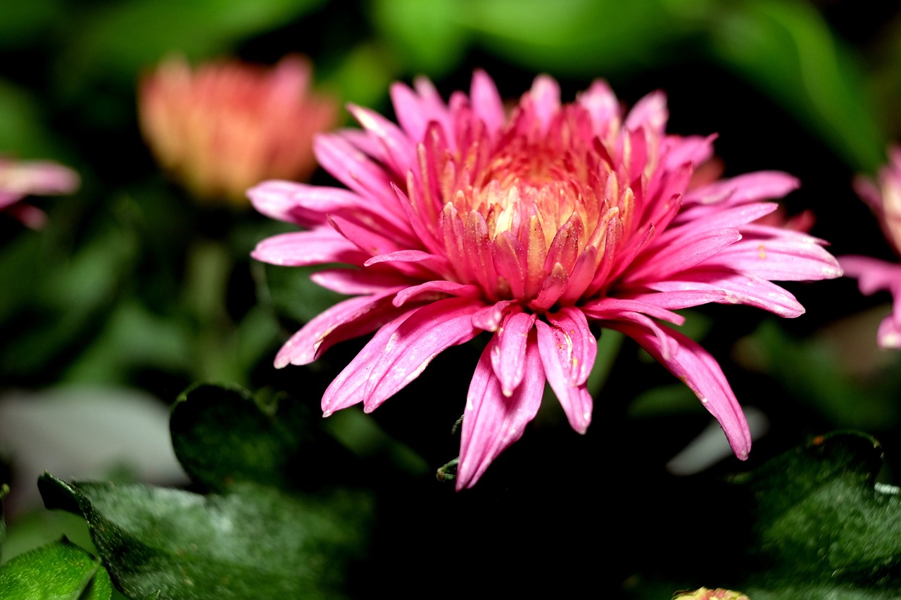 a close up of a pink flower with green leaves, a picture, by Stefan Gierowski, pexels, sōsaku hanga, chrysanthemum eos-1d, bangalore, flowers!!!!, flash photo