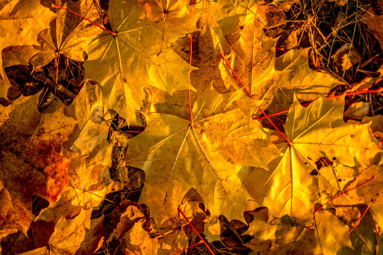 a bunch of yellow leaves laying on the ground, by Ivan Grohar, baroque, sun lighting from above, canadian maple leaves, details and vivid colors, full of golden layers