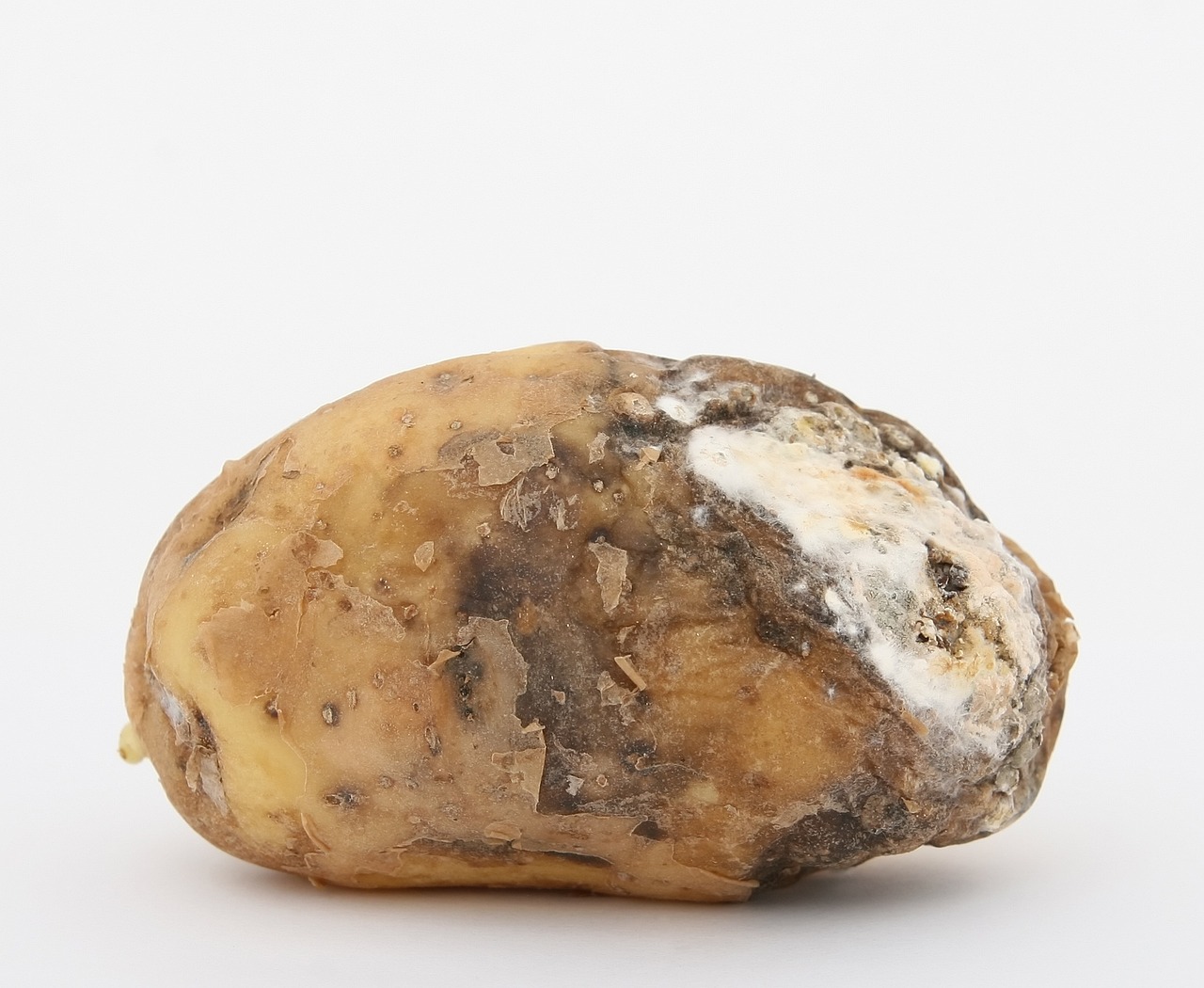 a close up of a rotten potato on a white surface, by Sarah Lucas, mingei, black mold, uv, productphoto, with a whitish