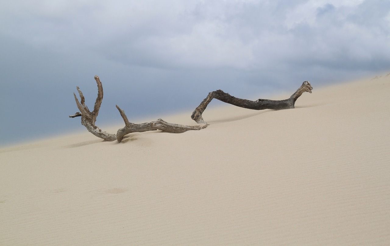 a couple of dead trees that are in the sand, sandworm, winning photo, tourist photo, songlines