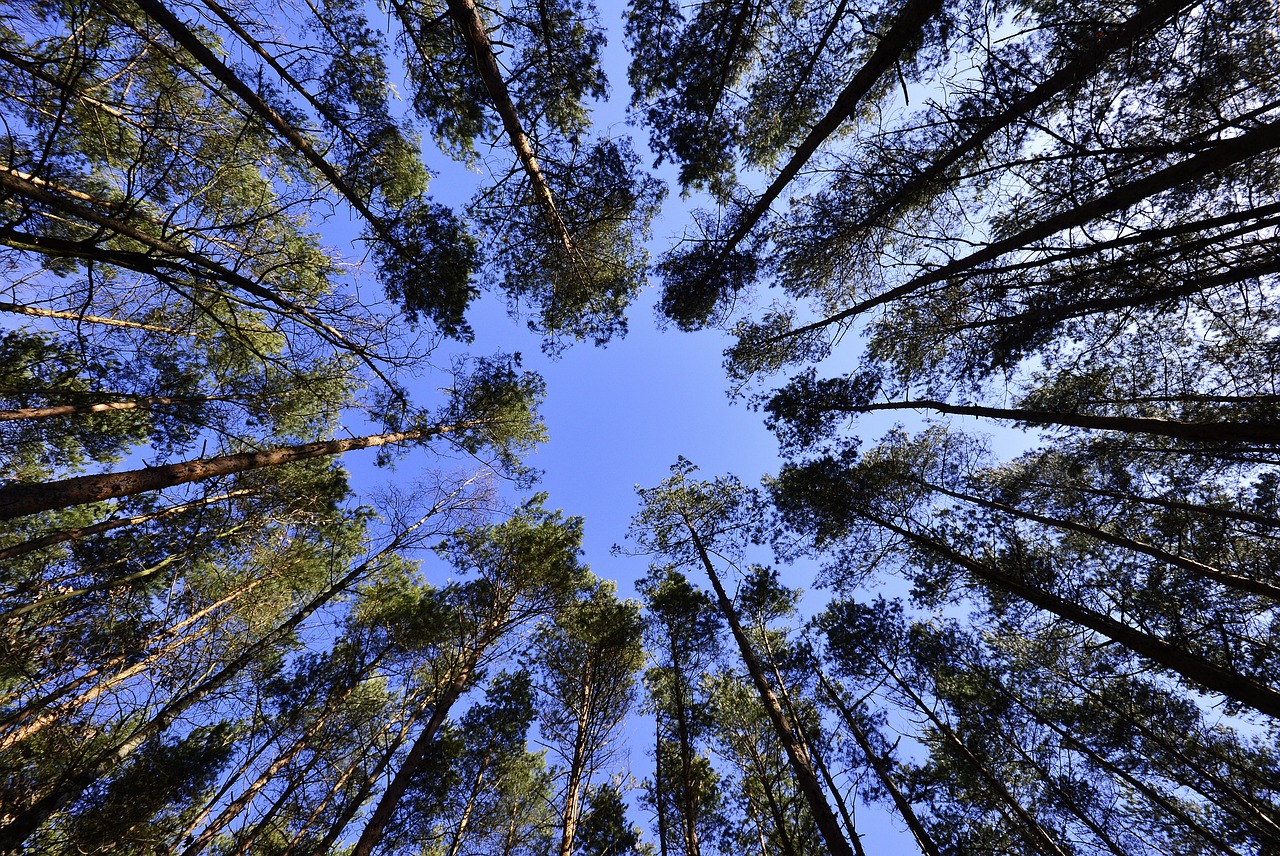 a forest filled with lots of tall trees, precisionism, deep blue sky, fisheye lens photo, taken with a canon eos 5d, ((trees))