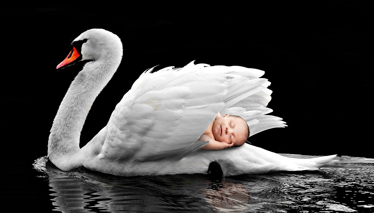 a white swan floating on top of a body of water, a stock photo, by Willy Bo Richardson, shutterstock contest winner, art photography, children born as ghosts, sleeping princess!!!!, pregnancy, winged boy