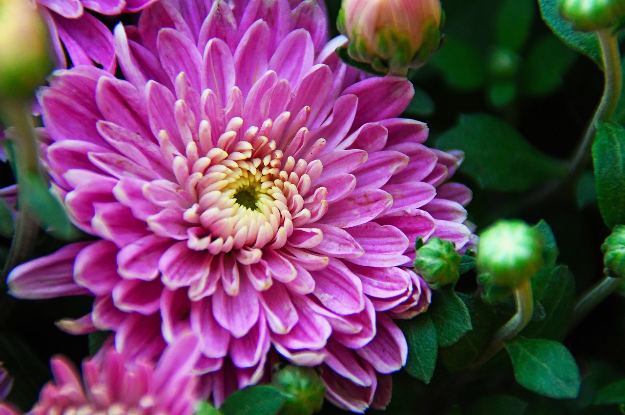 a close up of a bunch of purple flowers, a picture, by Jan Rustem, chrysanthemum, from wheaton illinois, pink flower, beijing