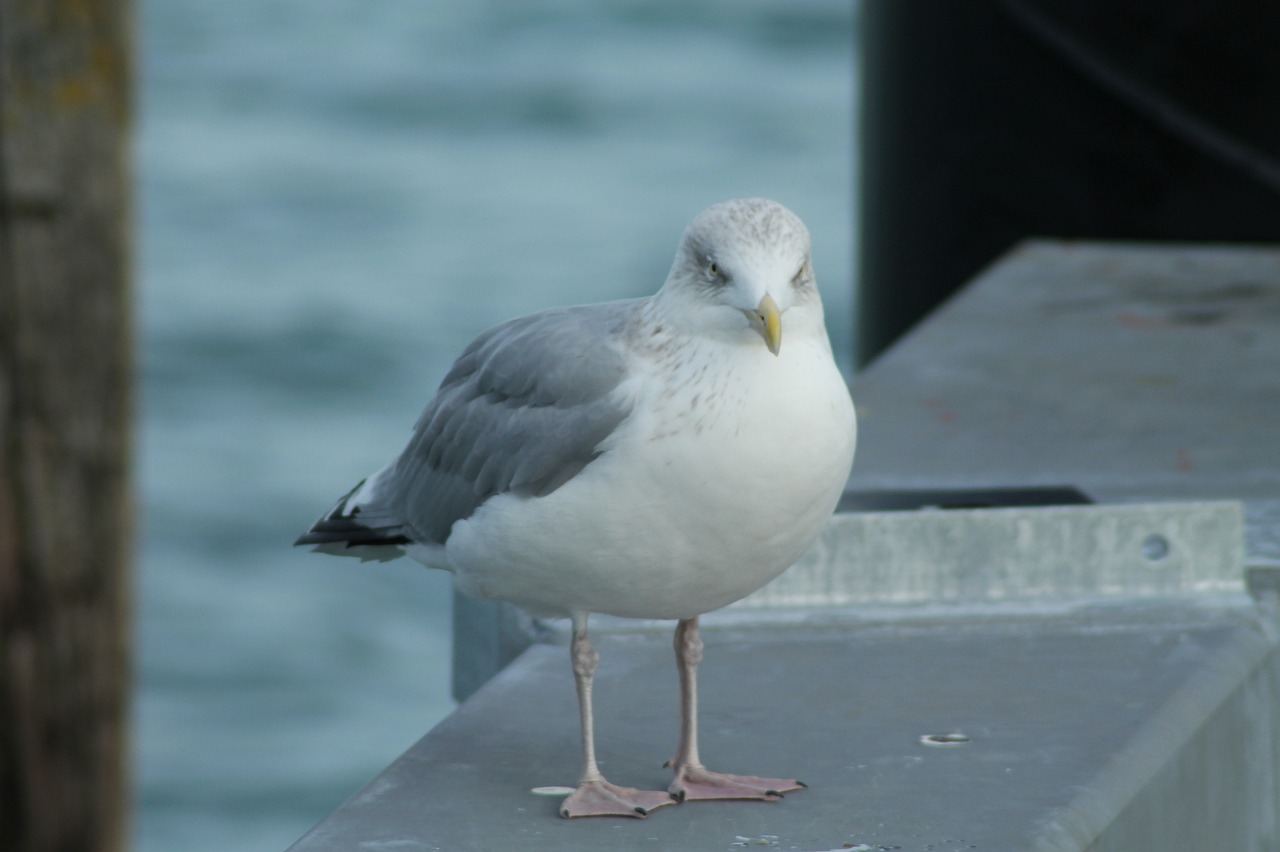a seagull standing on the edge of a dock, a portrait, by David Budd, flickr, grey skinned, on the deck of a ship, picton blue, small upturned nose