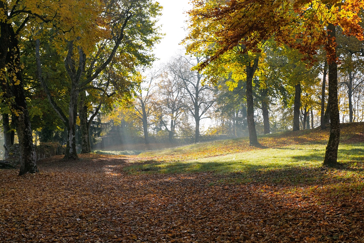 the sun is shining through the trees in the park, by Dietmar Damerau, autumn leaves on the ground, low fog layer, 1 7 8 0, with a park in the back ground