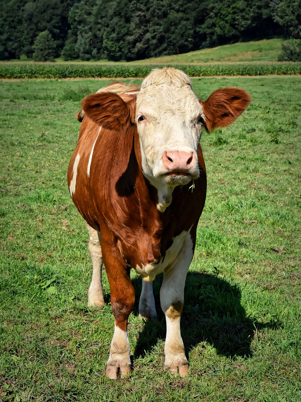 a brown and white cow standing on a lush green field, a picture, shutterstock, wrinkled big cheeks, taken on a field view camera, outdoor photo, reddish