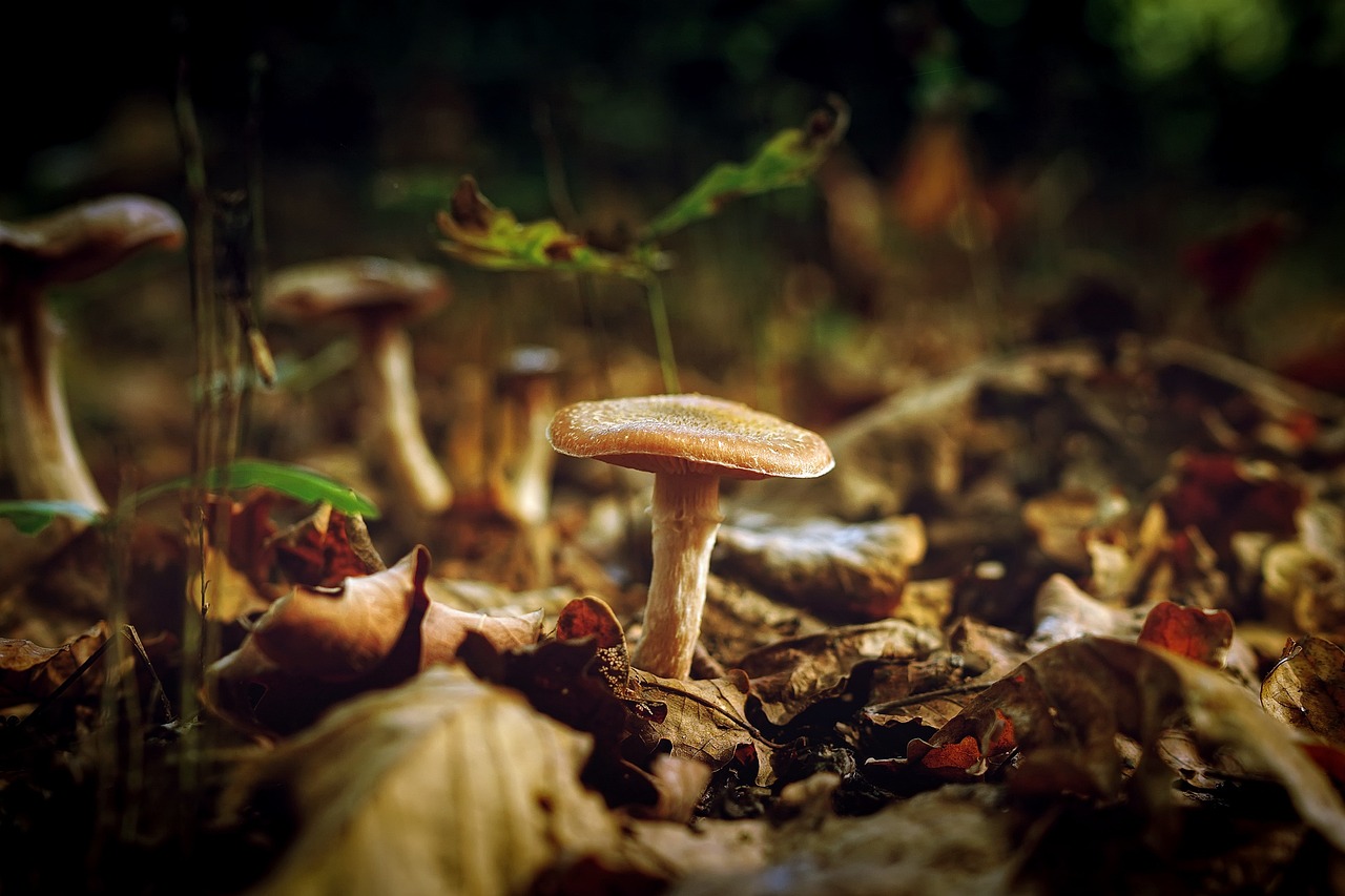 a group of mushrooms sitting on top of a forest floor, a macro photograph, renaissance, in an evening autumn forest, on a planet of lush foliage, on forest jungle path, sheltering under a leaf