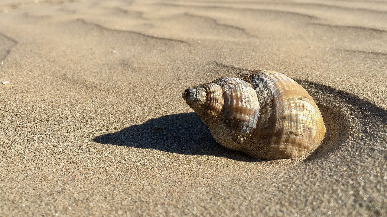 a shell sitting on top of a sandy beach, profile pic, lowres, shady, skewed shot