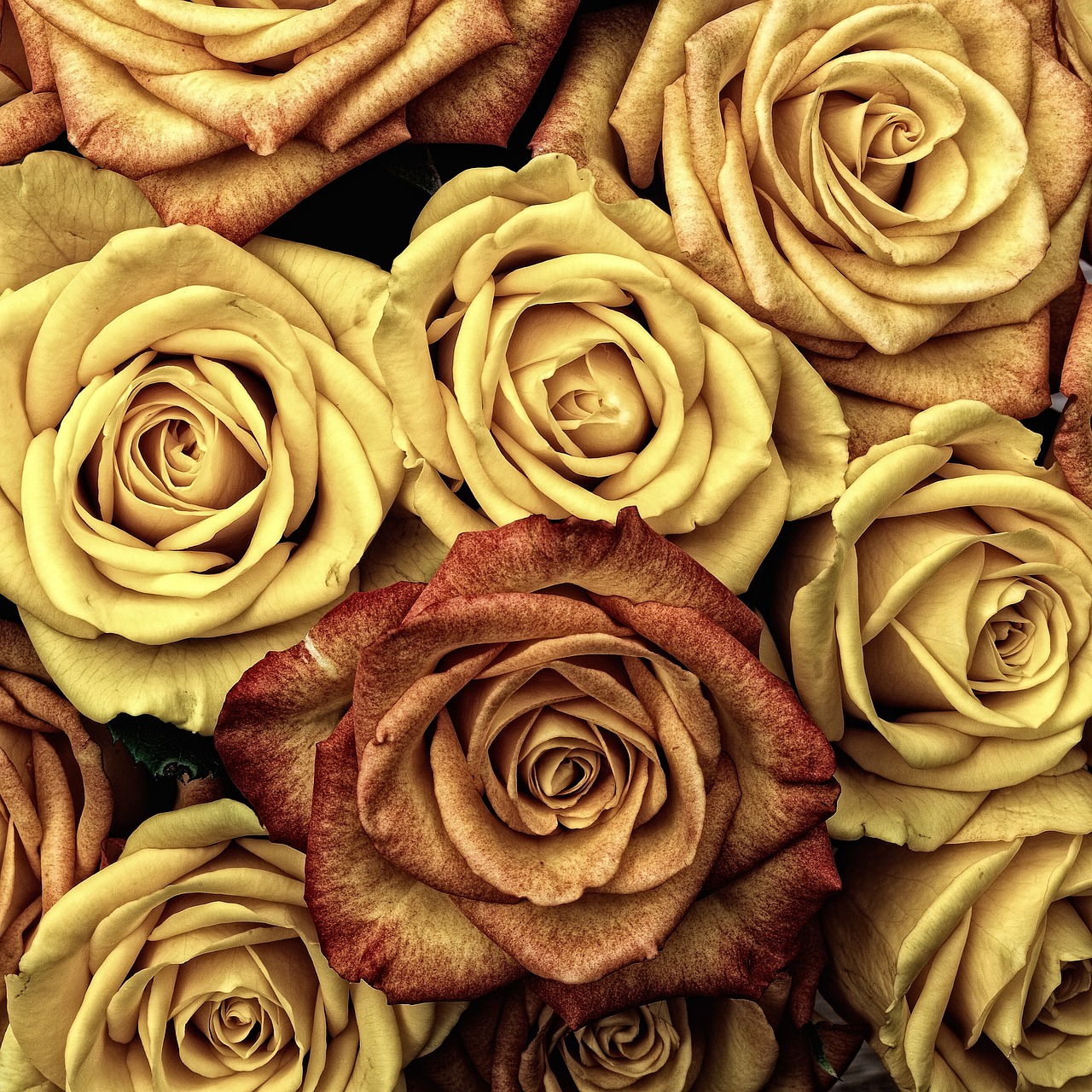 a close up of a bunch of yellow roses, a colorized photo, by Anna Haifisch, highly detailed textured 8k, brown and gold color palette, phone photo, reddish