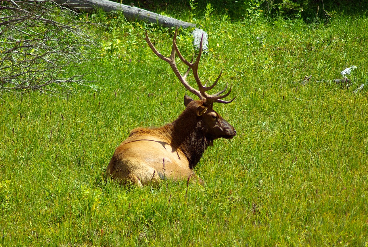 a deer that is laying down in the grass, flickr, elk, he is a long boi ”, resting on his throne, but very good looking”