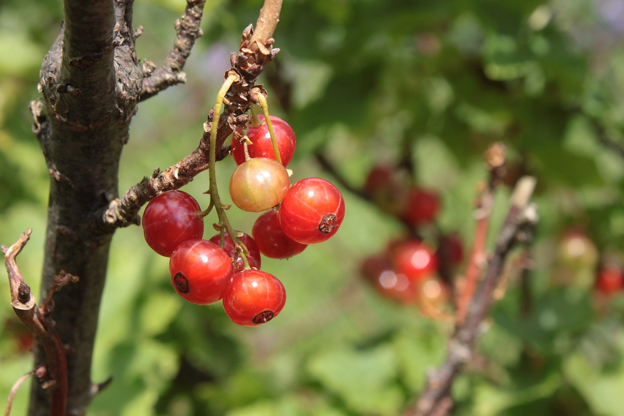 a close up of a bunch of berries on a tree, bauhaus, portlet photo