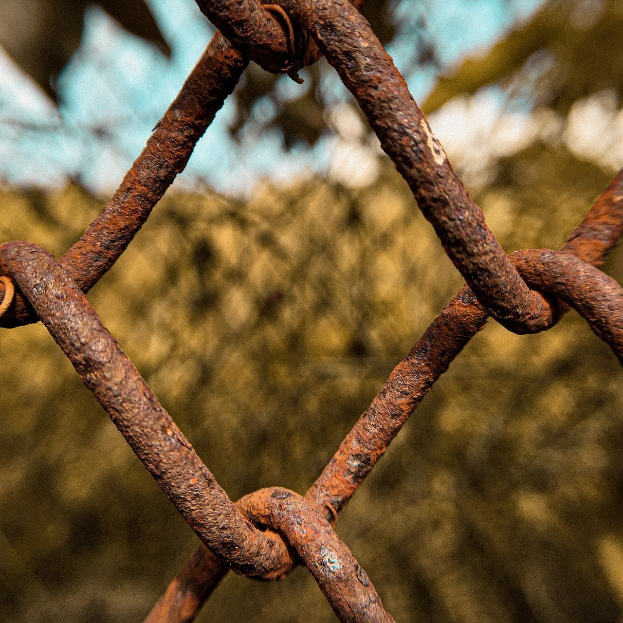 a close up of a rusty fence with a tree in the background, a macro photograph, by Alexander Bogen, pexels, auto-destructive art, golden chain, grid and web, gateway, post-processed