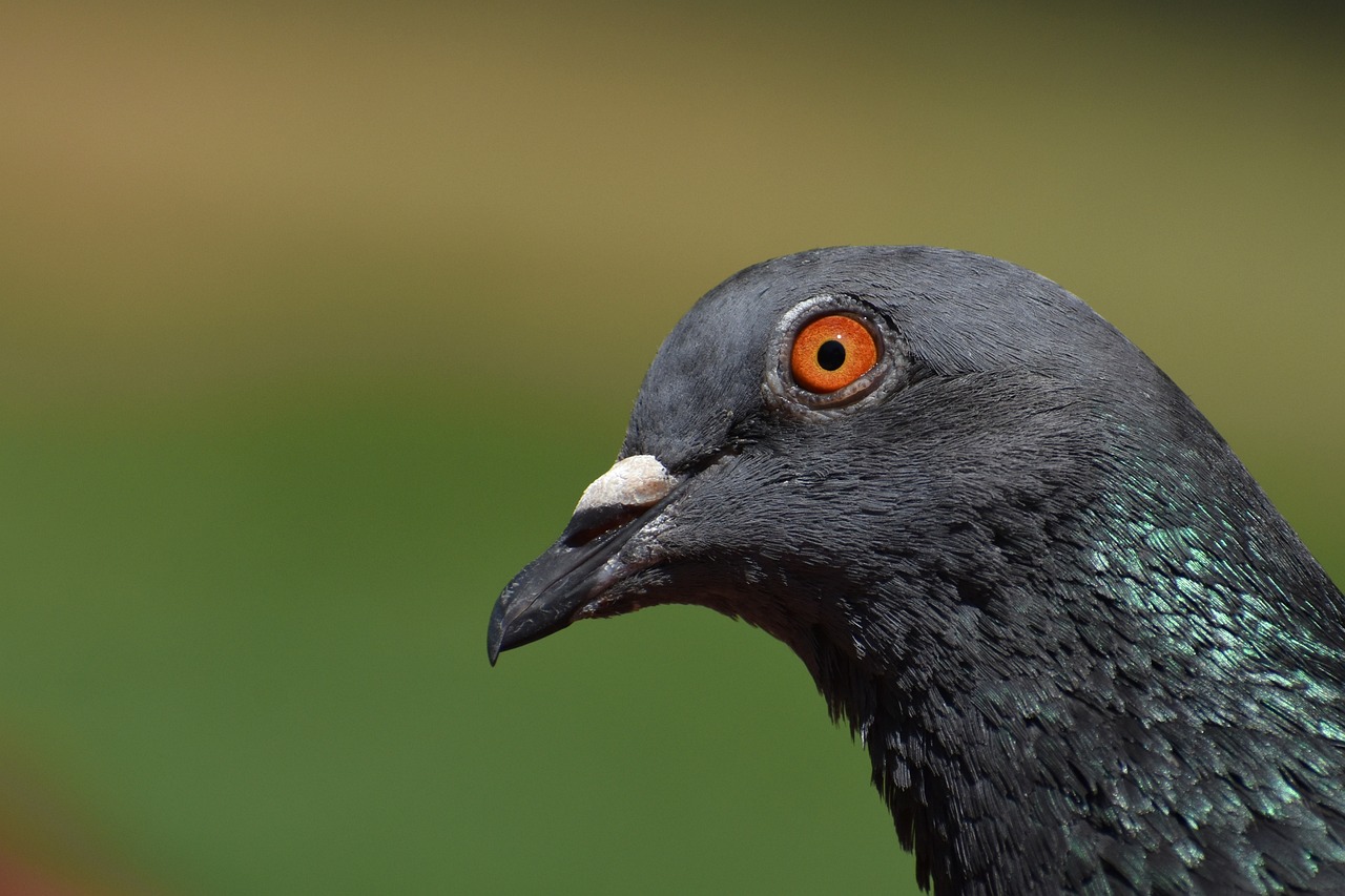 a close up of a pigeon with orange eyes, a portrait, by Jan Rustem, shutterstock, hurufiyya, head in profile, local close up, black head, green head