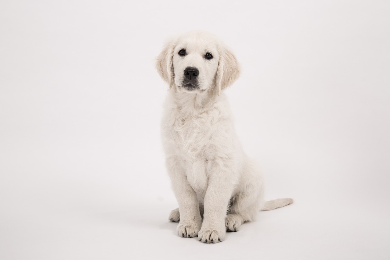 a close up of a dog on a white background, shutterstock, photorealism, sitting on the floor, golden retriever, puppy, taken with sony alpha 9