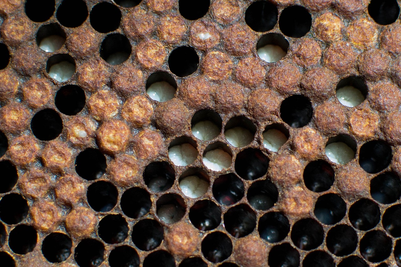 a close up of a piece of metal with holes in it, a macro photograph, by Jan Kupecký, unsplash, assemblage, favela honeybee hive, industrial rusty pipes, seamless texture, black round hole