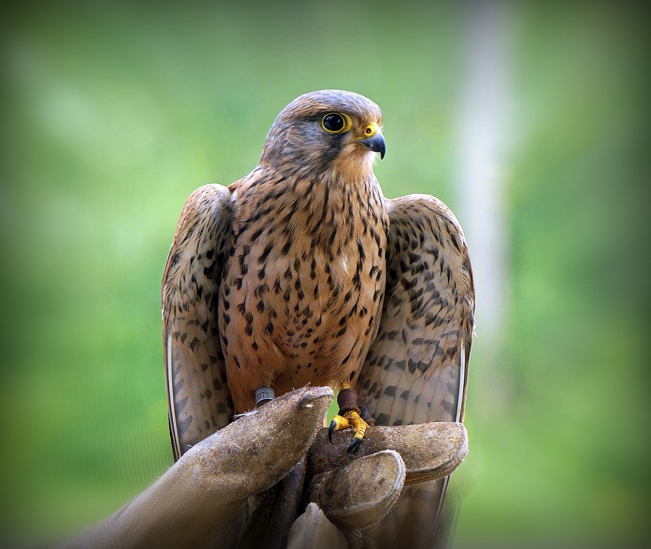 a close up of a bird of prey on a person's hand, a photo, by Juergen von Huendeberg, hdr photo, rubbing hands!!!, grain”