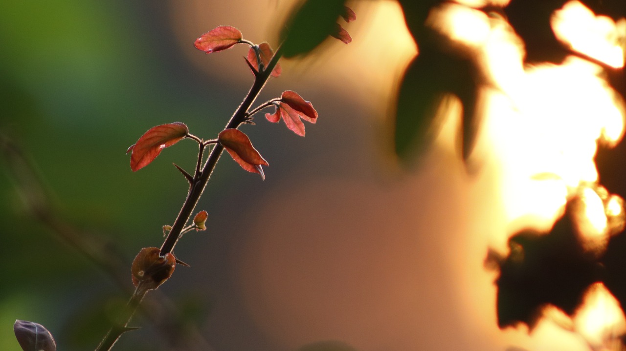 a small bird sitting on top of a tree branch, by Eglon van der Neer, trending on pixabay, romanticism, sunset with falling leaves, photo of a rose, glowing red, soft light.4k