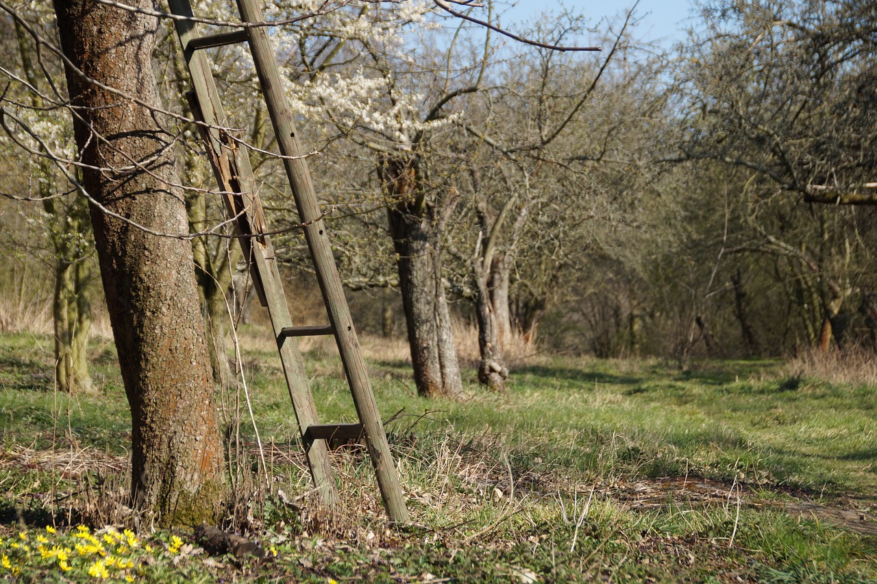 a ladder leaning against a tree in a field, shutterstock, figuration libre, early spring, overgrown forest, fruit trees, mid shot photo