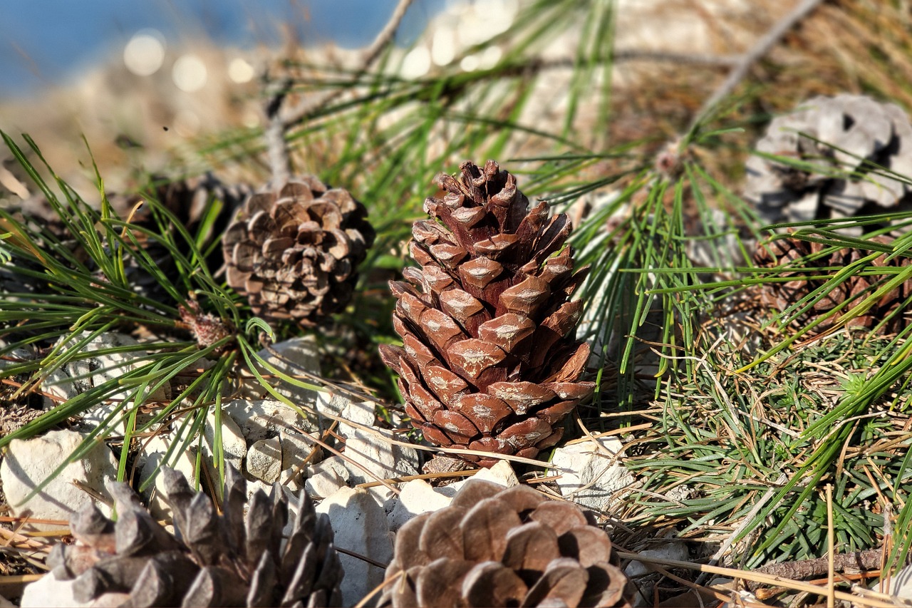a close up of a bunch of pine cones, land art, highly detailed 8k photo, fossil ornaments, on a sunny day, captured on iphone