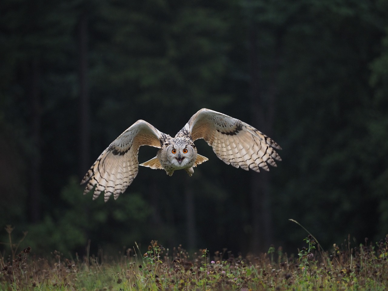 a bird that is flying in the air, a picture, by Dietmar Damerau, shutterstock, owls, big horn, detailed picture, summer morning