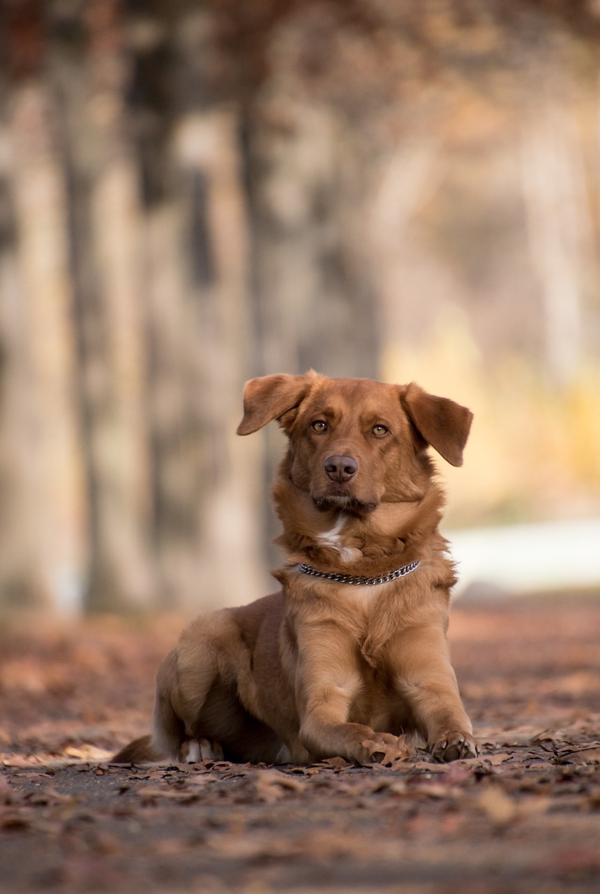 a dog that is laying down in the dirt, a portrait, by Istvan Banyai, shutterstock, in the autumn forest, bokeh in the background only, family photo, focused on neck