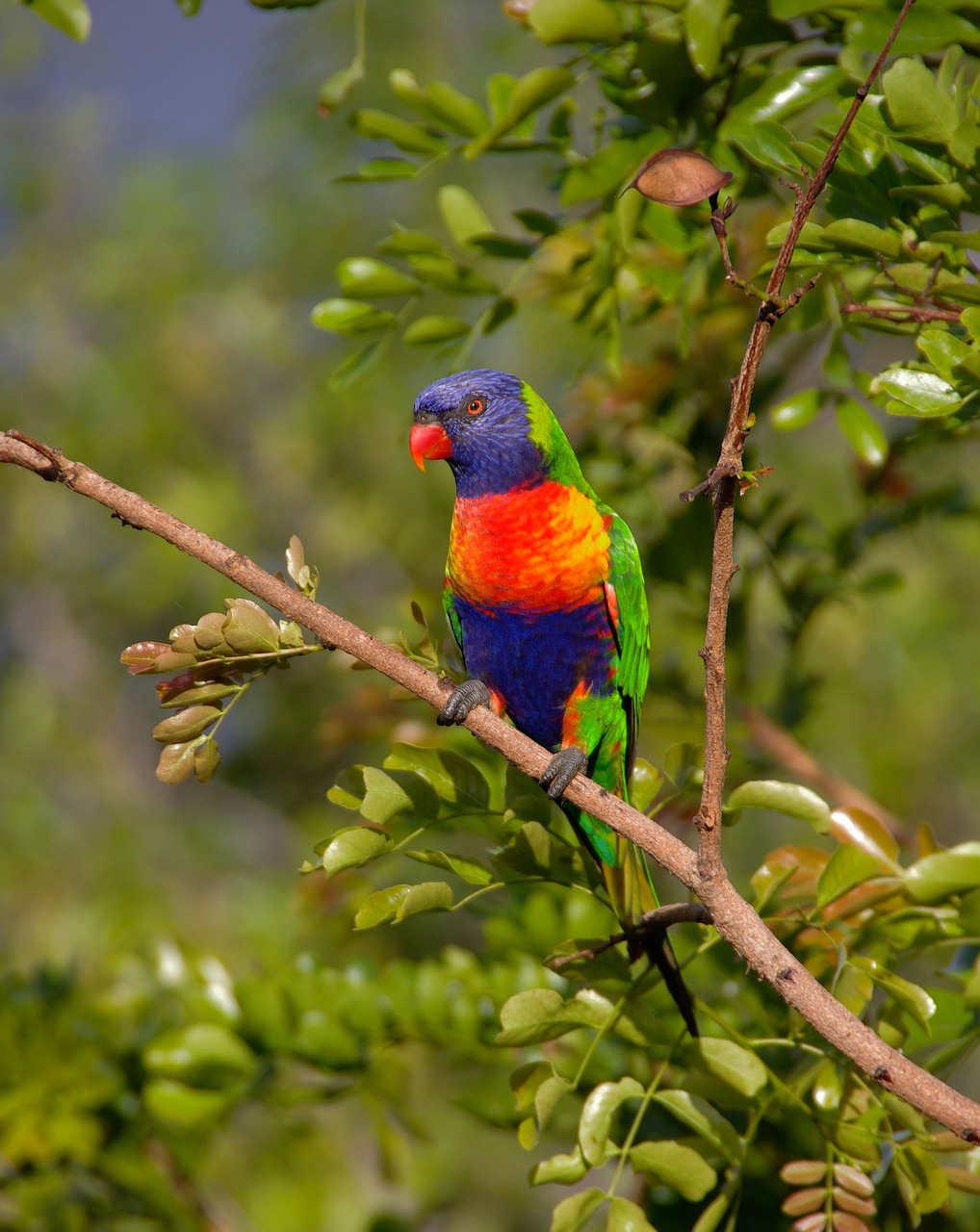 a colorful bird sitting on top of a tree branch, by Robert Brackman, flickr, australian, stock photo, full of colour 8-w 1024, in a colorful tent